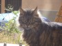 Gatti toscani - Un micino dal pelo lungo al sole di Piombino - Fotografia gatto micio Toscana