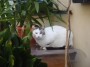 Gatti toscani - Un gatto bianco di Guardistallo - Fotografia gatto micio Toscana