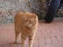 Gatti toscani - Un gatto rosso a Guardistallo - Fotografia gatto micio Toscana