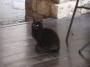 Gatti toscani - Un micetto nero fra i tavoli di un locale - Fotografia gatto micio Toscana
