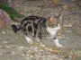 Gatti toscani - Un micino tigrato con ventre bianco a Montepescali - Fotografia gatto micio Toscana