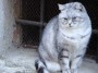 Gatti toscani - Un grosso gatto grigio davanti ad una inferriata a Montepescali - Fotografia gatto micio Toscana