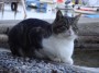 Gatti toscani - Un grosso micio sornione sul porticciolo di Baratti Piombino - Fotografia gatto micio Toscana