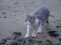 Gatti toscani - Un gatto sulla spiaggia del porticciolo di Baratti nel Comune di Piombino - Fotografia gatto micio Toscana