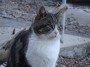 Gatti toscani - Un gatto osserva il mare dalla spiaggia di Baratti di fronte al porto - Fotografia gatto micio Toscana