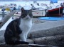 Gatti toscani - Un gatto comune con lo sfondo delle barche ormeggiate nel porto di Baratti Piombino - Fotografia gatto micio Toscana