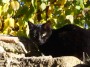 Gatti toscani - Un gatto nero su un muretto a Chiusdino - Fotografia gatto micio Toscana