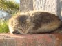 Gatti toscani - Un gatto dal pelo lungo si crogiola al sole accovacciato su un muretto a Chiusdino - Fotografia gatto micio Toscana