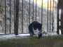 Gatti toscani - Un micetto bianco e nero su un muretto con una inferriata a Chiusdino - Fotografia gatto micio Toscana