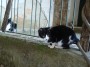 Gatti toscani - Mici bianchi e neri - Fotografia Chiusdino gatto micio Toscana