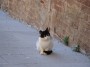 Gatti toscani - Gattino bianco e nero a Chiusdino - Fotografia gatto micio Toscana