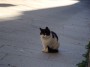 Gatti toscani - Simpatico micetto bianco e nero - Fotografia gatto micio Toscana