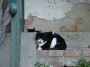 Gatti toscani - Gatti su una scalinata - Fotografia gatto micio Toscana
