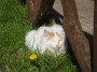 Gatti toscani - Grosso gatto al sole in un prato verde con le marcherite a Monte Siepi vicino all