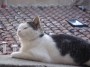 Gatti toscani - Un gatto comune su un muretto nel borgo di Campiglia Marittima - Fotografia gatto micio Toscana
