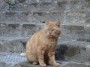 Gatti toscani - Un gattone rosso nel centro storico di Campiglia Marittima - Fotografia gatto micio Toscana