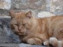 Gatti toscani - Primo piano di un assonnato gatto rosso nel centro storico di Campiglia Marittima - Fotografia gatto micio Toscana