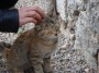 Gatti toscani - Un gattino prende le coccole all