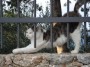 Gatti toscani - Un gatto si stira sul muretto di una villa all