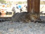 Gatti toscani - Un gatto sdraiato sulla ghiaia a Baratti Piombino - Fotografia gatto micio Toscana