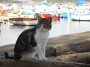 Gatti toscani - Un gatto sul porto di Baratti con lo sfondo delle barche ormeggiate - Fotografia gatto micio Toscana