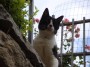 Gatti toscani - Un gatto bianco e nero a Marciana con lo sfondo dei fiori di un giardino - Fotografia Isola d