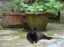 Gatti toscani - Un gatto nero sdraiato di fronte a vasi con piante ornamentali - Fotografia Marciana Isola d