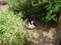 Gatti toscani - Un micio dorme in un giardino di Marciana Isola d
