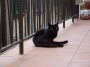 Gatti toscani - Un gatto nero fa le pulizie su un terrazzo di Marciana - Fotografia Isola d