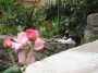 Gatti toscani - Un gatto di Marciana fra i fiori di un giardino - Fotografia gatto micio Toscana