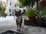 Gatti toscani - Un micetto guarda incuriosito dentro casa - Fotografia Marciana Isola d