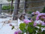Gatti toscani - Un gatto annusa un vaso di fiori di geranio - Fotografia Marciana Isola d