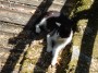 Gatti toscani - Gato bianco e nero nella zona della Cabinovia a Marciana Isola d