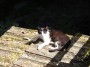 Gatti toscani - Gatto bianco e nero sulle tegole di un tetto in zona Cabinovia Marciana Isola d
