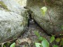 Gatti toscani - Un micino si nasconde fra le rocce a  Marciana Isola d