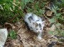 Gatti toscani - Un gattino dal pelo irto - Fotografia Marciana Isola d