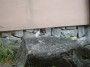 Gatti toscani - Un gattino si arrampica su una roccia - Fotografia Marciana Isola d