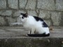 Gatti toscani - Gatto bianco e nero con una macchia sull
