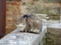 Gatti toscani - Gatti su un muretto a Montalcino - Fotografia gatto micio Toscana