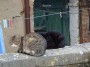 Gatti toscani - Due gatti sul muretto di una casa a Montalcino con lo sfondo di un filo per stendere i panni con le mollette - Fotografia gatto micio Toscana