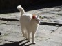 Gatti toscani - Un gatto bianco nel centro di Castel del Piano - Fotografia gatto micio Toscana