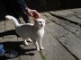 Gatti toscani - A Castel del Piano un micetto bianco si fa accarezzare compiaciuto la testa - Fotografia gatto micio Toscana