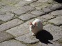 Gatti toscani - Gatto bianco accovacciato sul lastricato antico del centro di Castel del Piano - Fotografia gatto micio Toscana