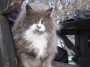 Gatti toscani - Splendido gatto grigio e bianco a pelo lungo sulla vetta del monte Amiata - Fotografia gatto micio Toscana