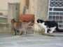 Gatti toscani - Due gatti si annusano a Scarlino - Fotografia gatto micio Toscana