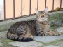 Gatti toscani - Un gatto disteso nel cetro del paese di Scarlino - Fotografia gatto micio Toscana