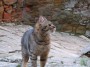 Gatti toscani - Un gatto comune in una viuzza del centro storico di Scarlino - Fotografia gatto micio Toscana