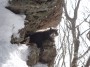 Gatti toscani - Un bel gatto prende il sole in vetta al monte Amiata fra la neve - Fotografia gatto micio Toscana