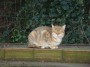 Gatti toscani - Gatto ospite della comunità felina di Baratti nel comune di Piombino - Fotografia gatto micio Toscana