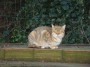 Gatti toscani - Gatto ospite della comunit felina di Baratti nel comune di Piombino - Fotografia gatto micio Toscana